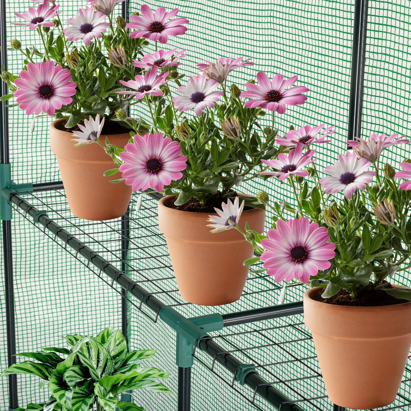 56.3x56.3x76.77inch Black Iron Pipe Steeple With 8 Pieces Grid Flower Stand With Zipper Rolling Door PE Cloth Greenhouse