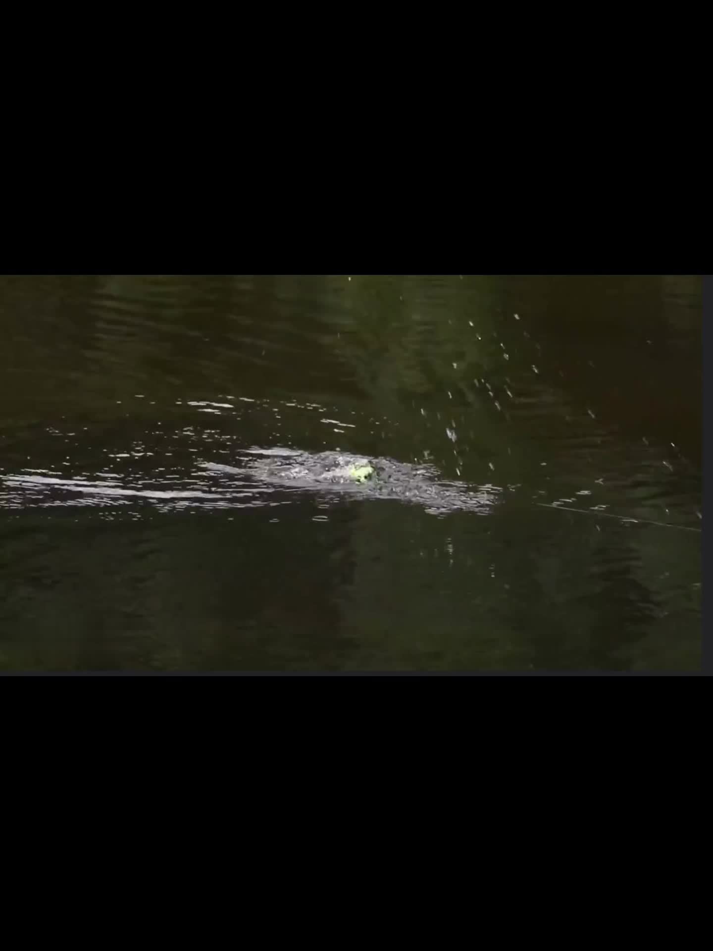 3 models/packs of fishing floats for fishing pine trout